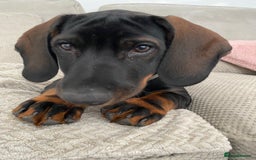 Mixed Breed dogs for sale: Looking for new home!  - Image 3