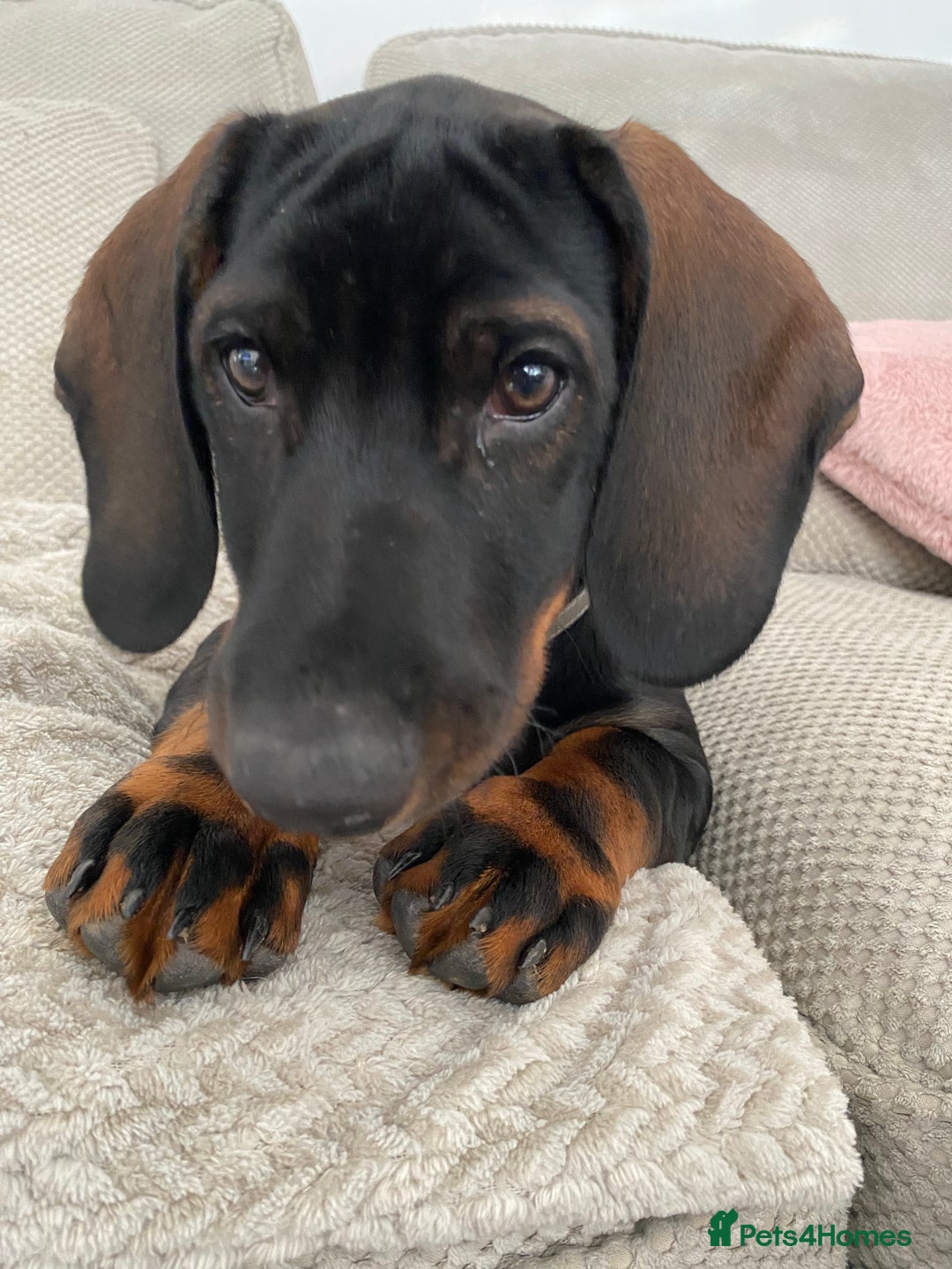 Mixed Breed dogs for sale: Looking for new home!  - Image 3