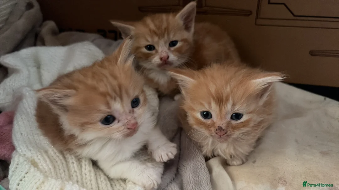 Mixed Breed cats for sale: Ginger and white kittens  - Advert 17