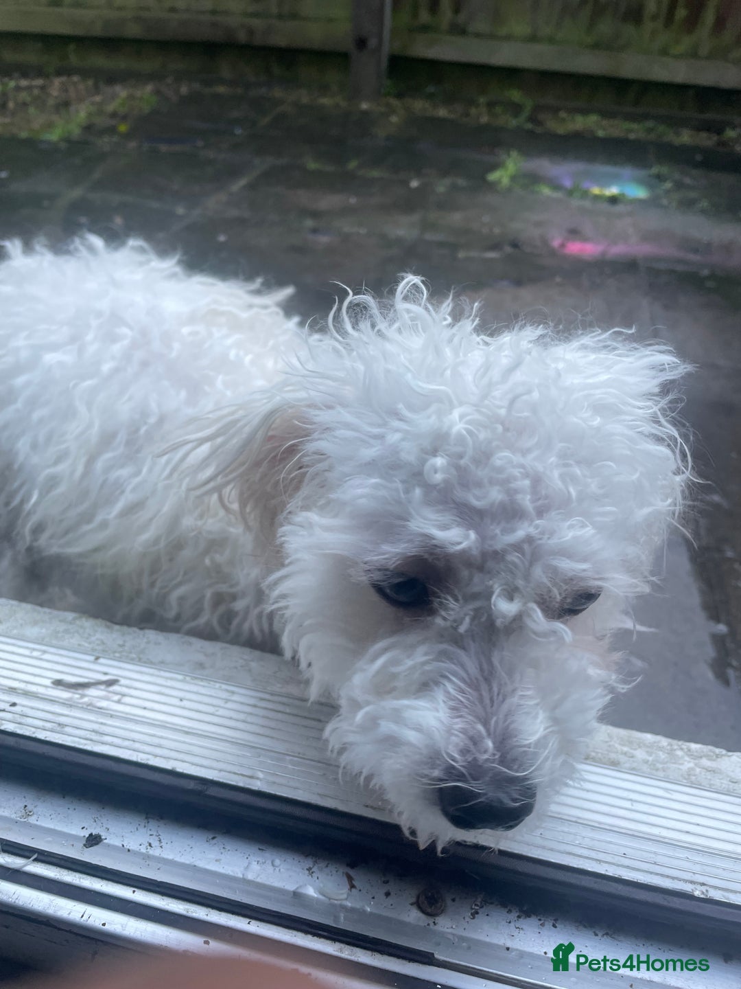 Mixed Breed dogs for sale: Remi  - Advert 4