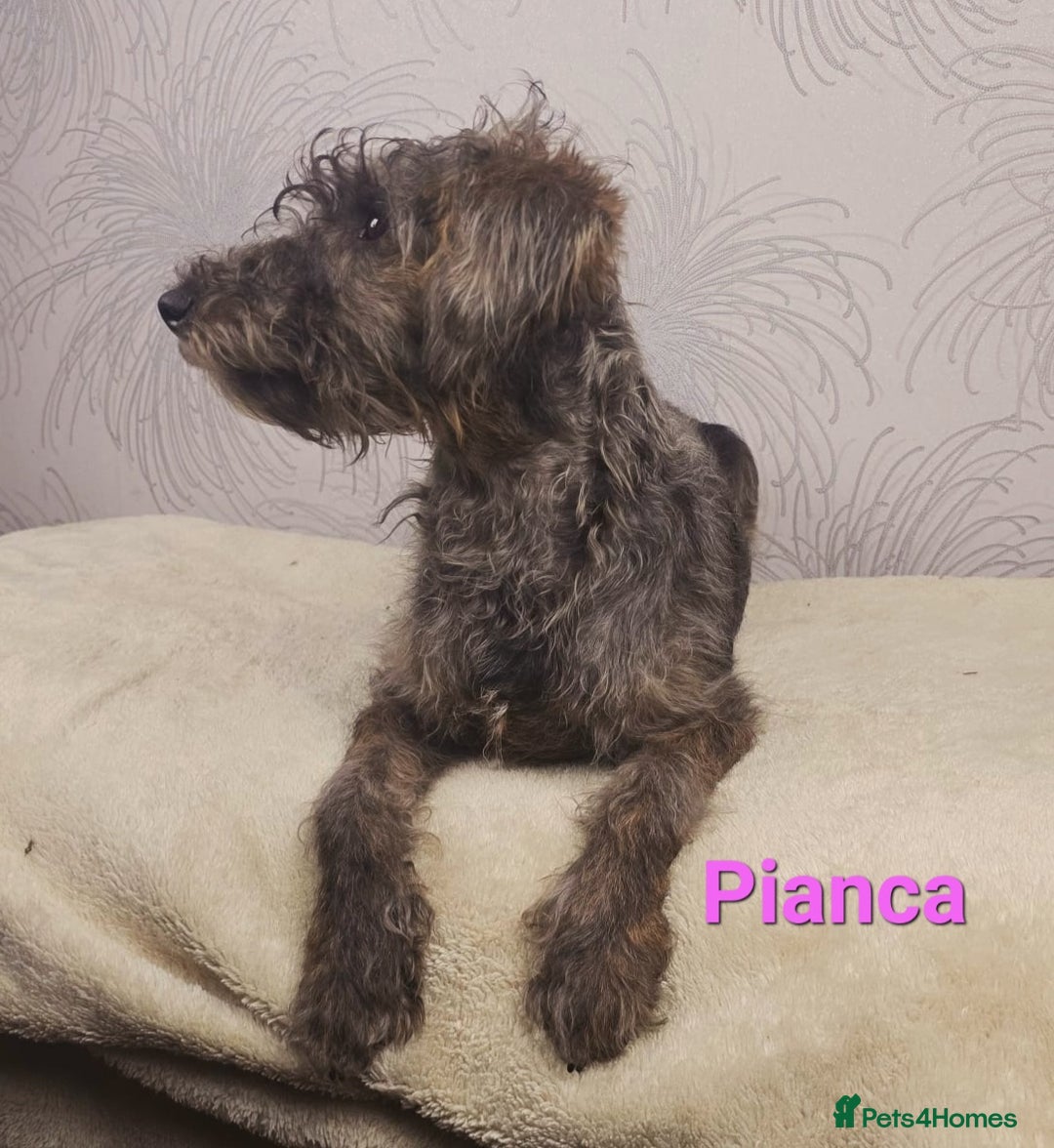 Australian Labradoodle dogs for sale: Australian Labradoodle × Fox Terrier Puppies - Image 17