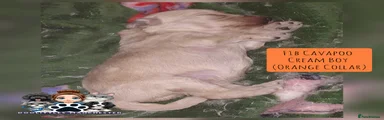 Cavapoo Puppy 1