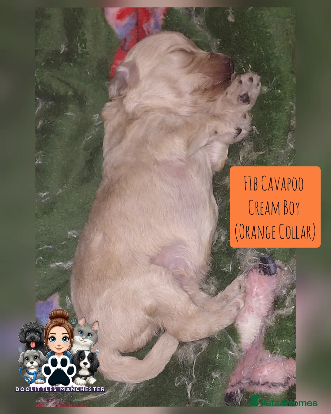 Cavapoo dogs for sale: 5* F1B Cavapoos  - Advert 10