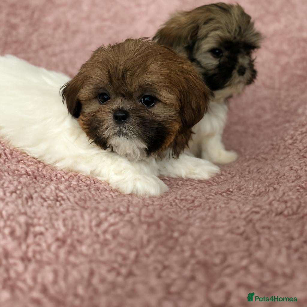 Shih Tzu dogs stunning shih tzu puppies ⭐️ready now - Advert 4