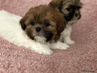 Shih Tzu dogs stunning shih tzu puppies ⭐️ready now - Advert 4