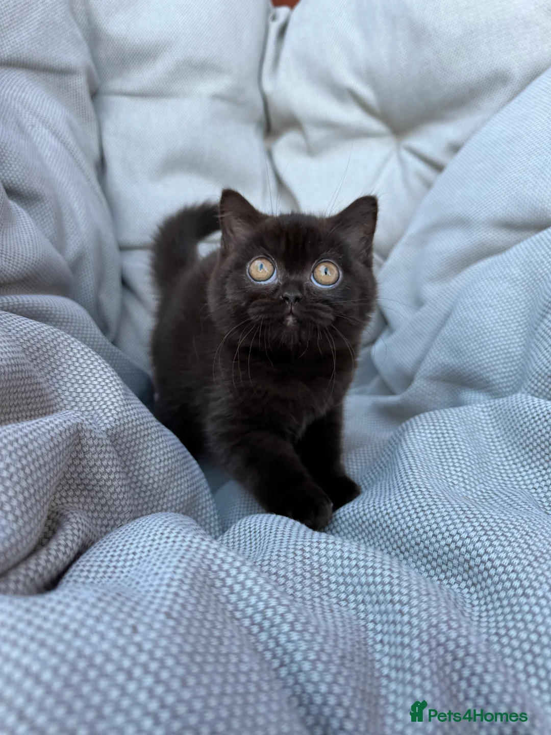 British Shorthair cats for sale: British Shorthair Chunky Chocolate Kittens🐻 - Advert 16