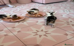 Bengal cats for sale: Bengal mix   in Manchester - Image 22