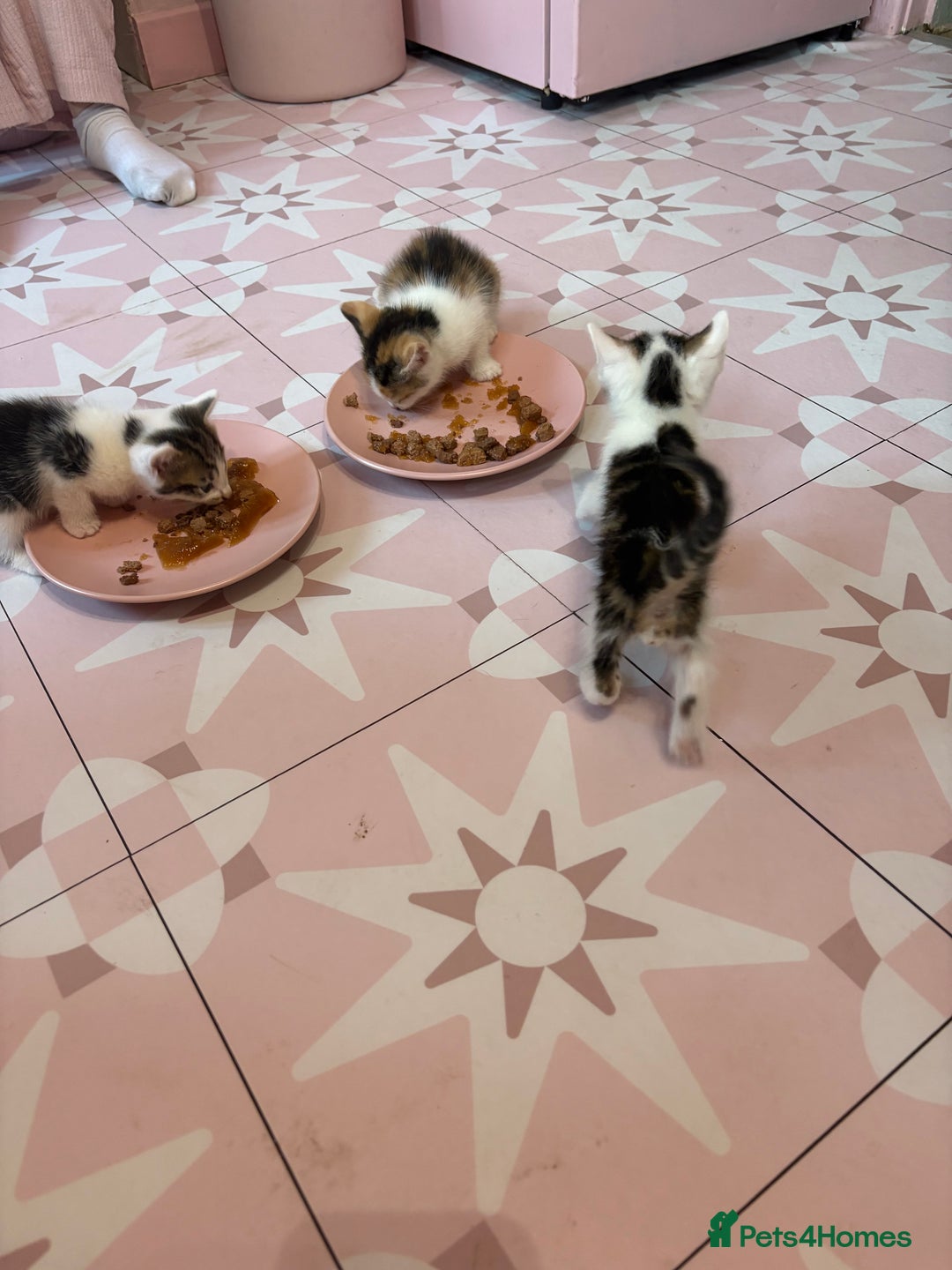 Bengal cats for sale: Bengal mix   in Manchester - Image 22