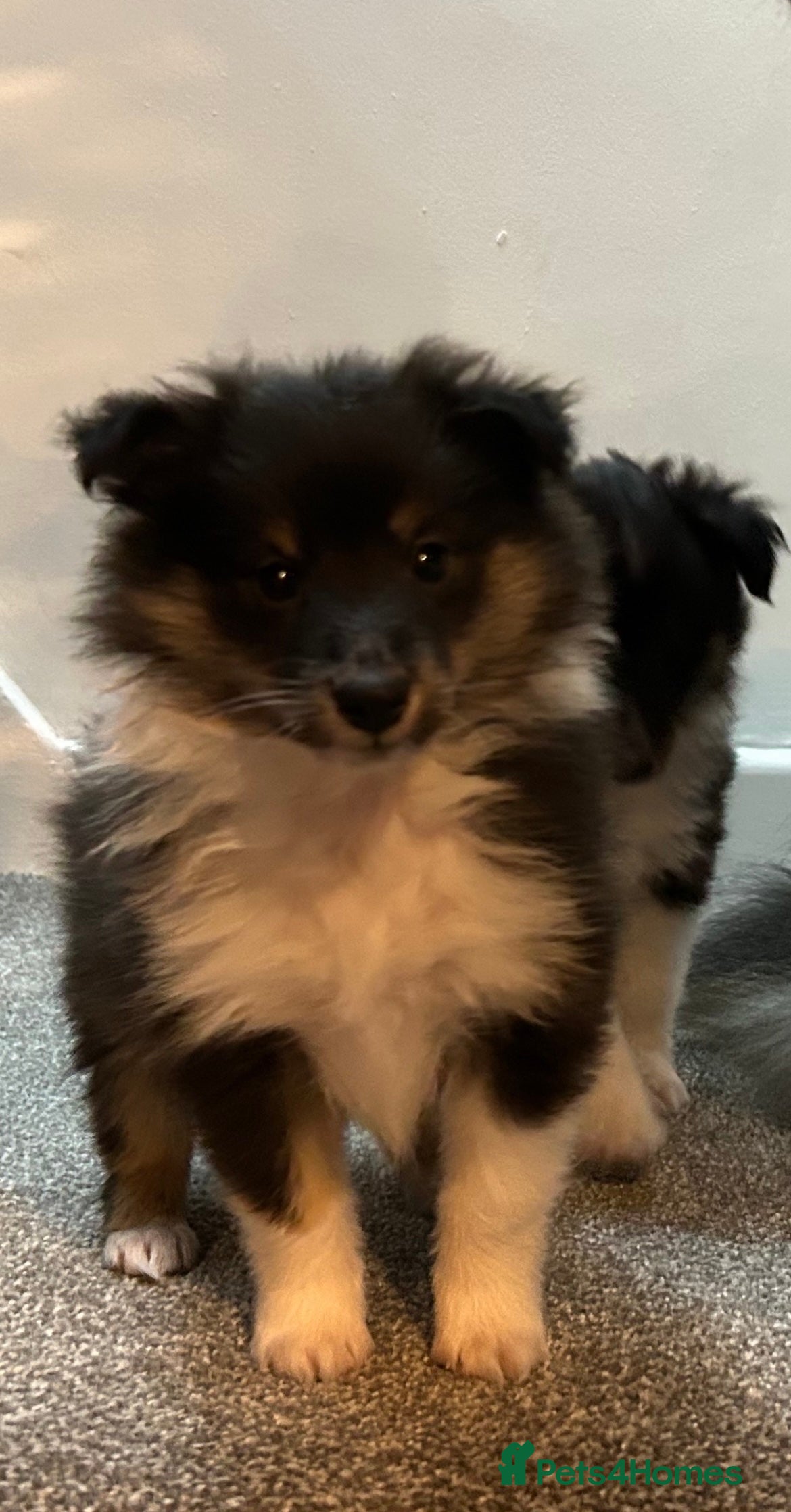 Shetland Sheepdog dogs Shetland sheepdog puppy (Girl) - Advert 2