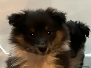 Shetland Sheepdog dogs Shetland sheepdog puppy (Girl) - Advert 2