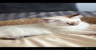 Ragdoll cats - Advert 13