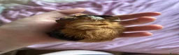 Guinea Pig rodents for sale: Guinea pig brothers for rehoming in Cambridge - Advert 2