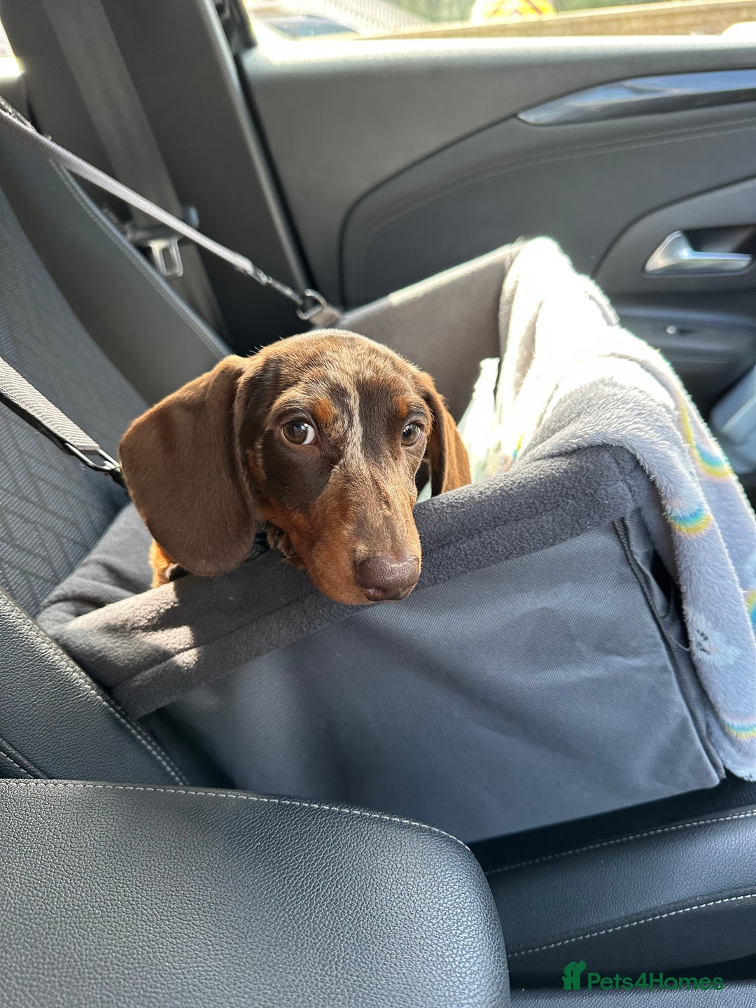 Miniature Dachshund dogs for sale: Otto  - Advert 27