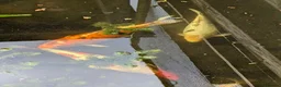 Koi Carp fish for sale: 3 Stunning Koi carp  - Advert 12