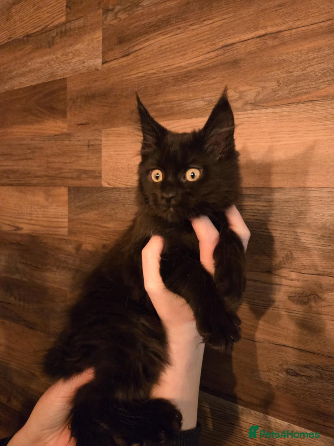 Maine Coon cats for sale: GCCF Maine Coon kittens 1 black F 1 black smoke M - Advert 18