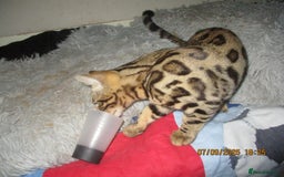 Bengal cats for sale: pedigree male bengals - Image 26
