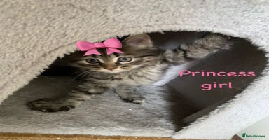 Siberian cats - Advert 4