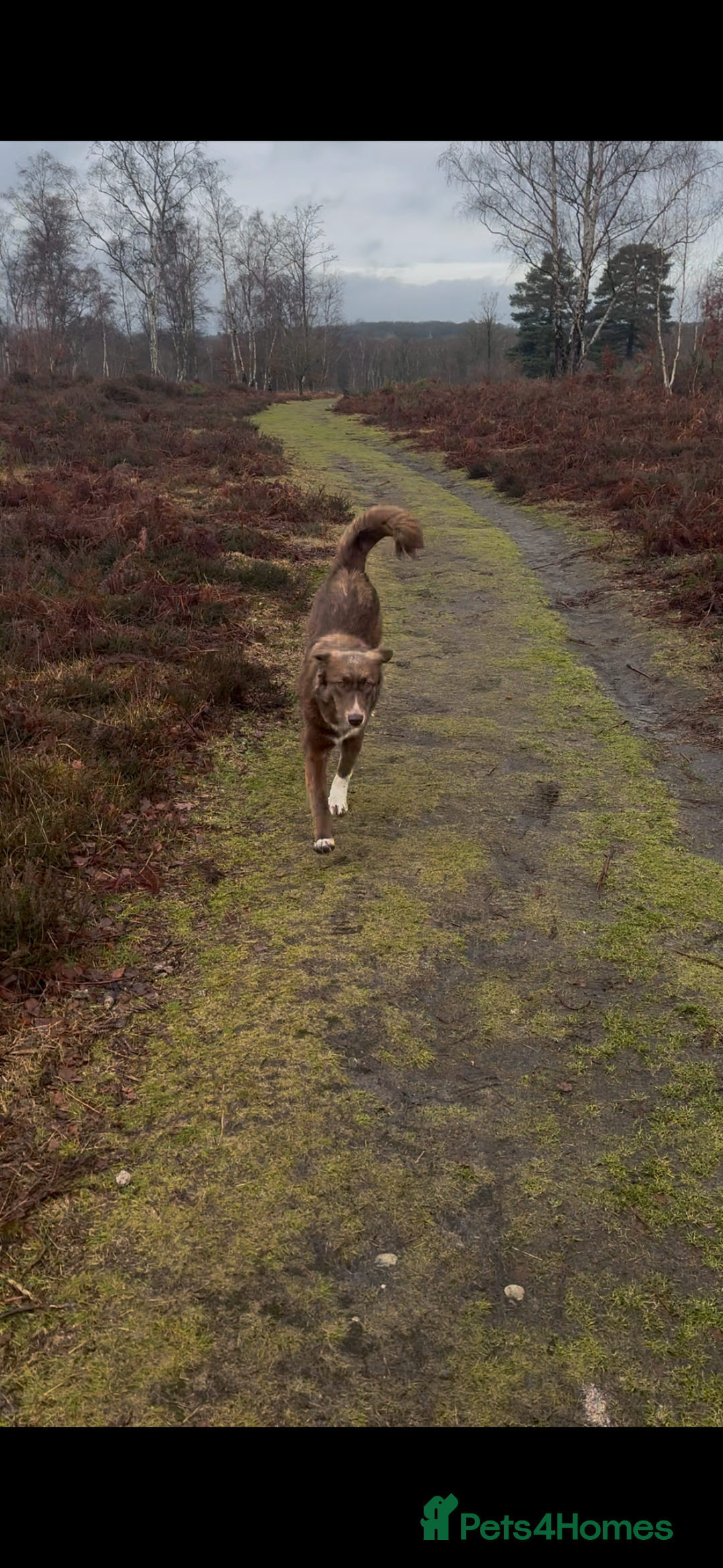 Mixed Breed dogs for sale: Sophie the Australian Shepherd Looking for Home - Advert 8