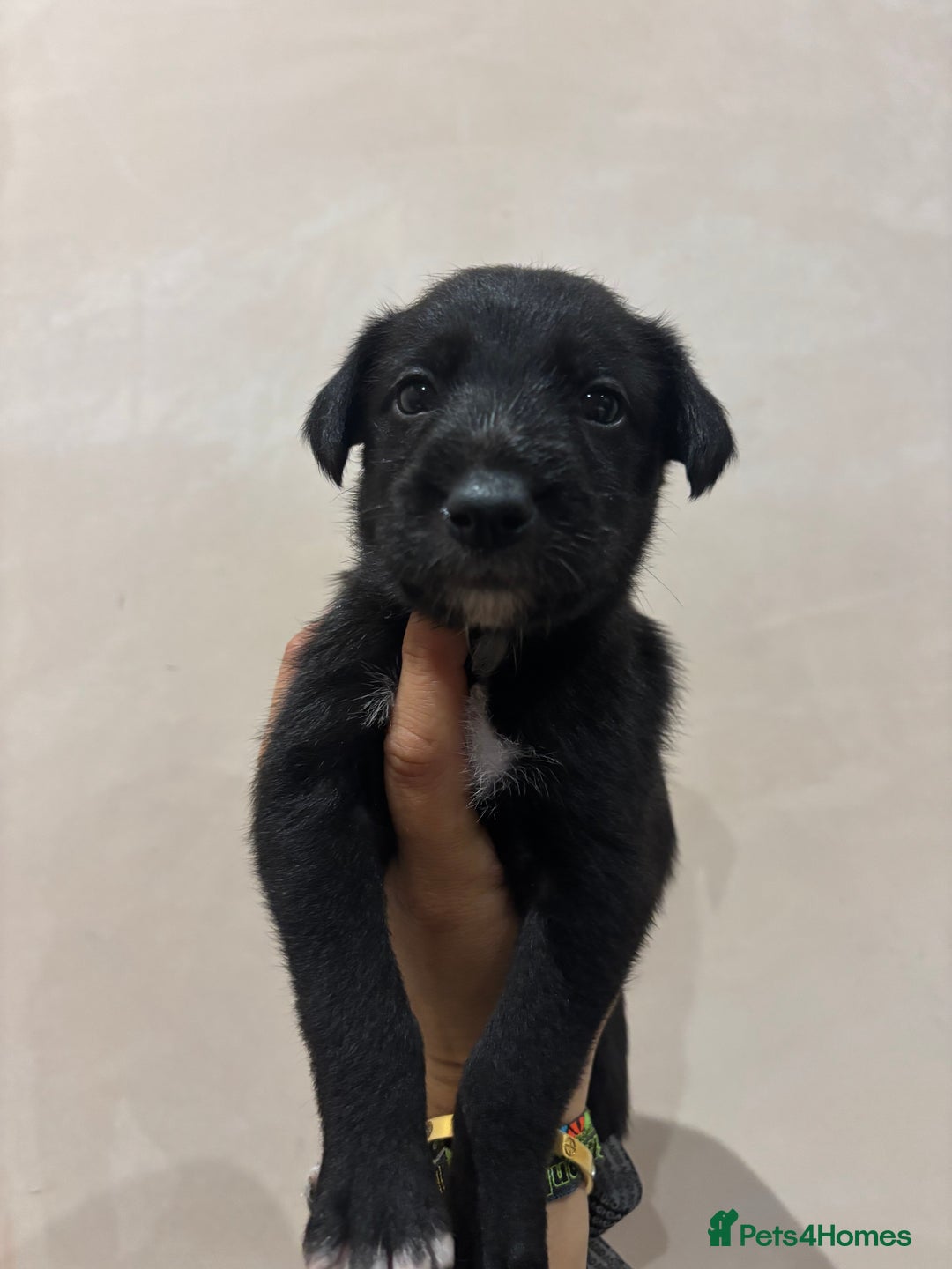 Mixed Breed dogs for sale: Collie Whippet Puppies - Image 4