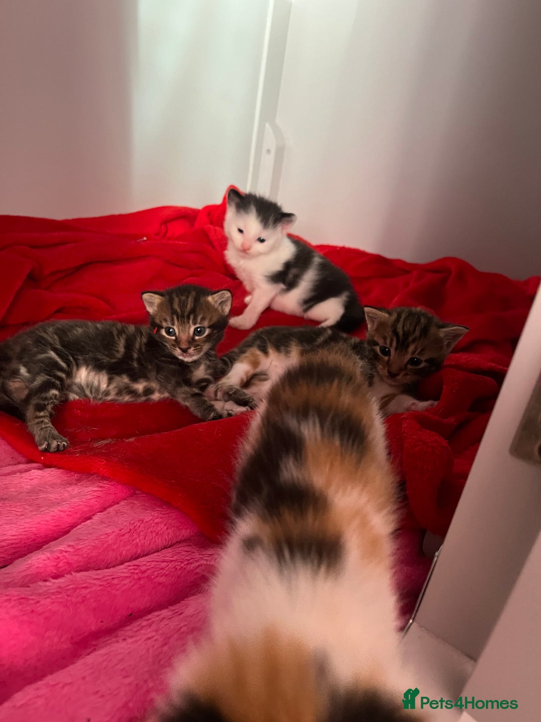 Domestic Shorthair cats for sale: Beautiful Kittens  in Godalming - Image 17