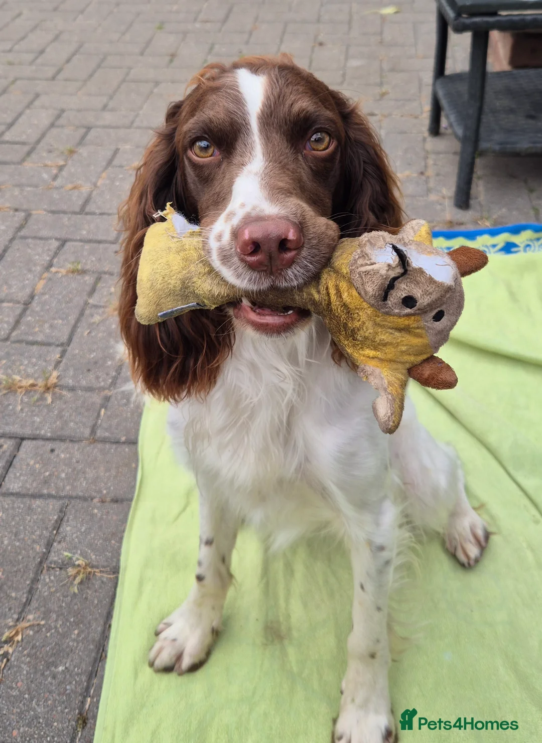 English Springer Spaniel dogs for stud: PROVEN ESS for stud amazing genealogy NOT FOR SALE in Tamworth - Advert 9