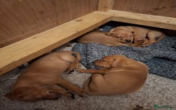 Mixed Breed dogs for sale: Vizla Labrador Puppies - Image 10