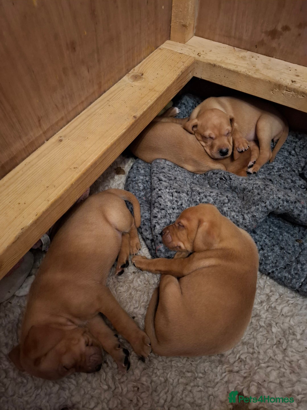 Mixed Breed dogs for sale: Vizla Labrador Puppies - Image 10