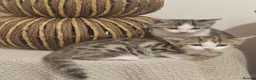 Mixed Breed cats for sale: 3 half bengal kittens - Advert 5