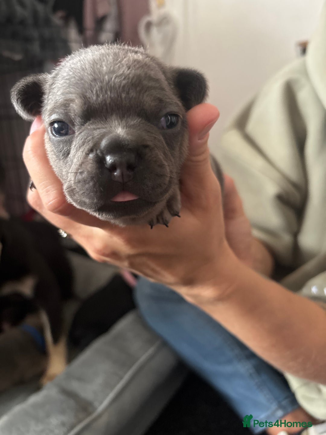 French Bulldog dogs for sale: Beautiful French bulldog puppies - Image 14