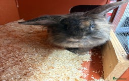 Lionhead rabbits for sale: Fluffy Lionhead Bunny looking for loving home - Image 1