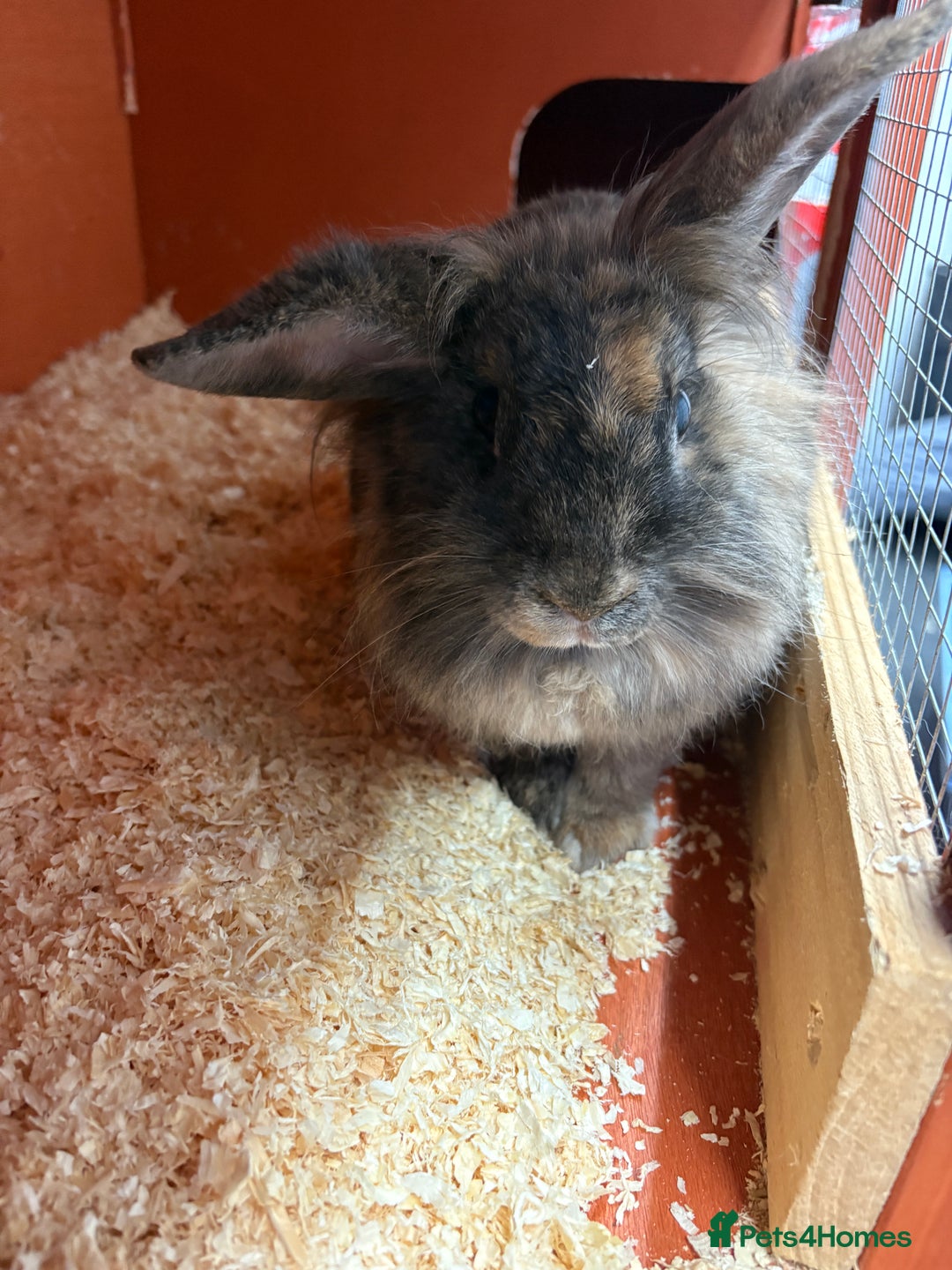 Lionhead rabbits for sale: Fluffy Lionhead Bunny looking for loving home - Image 1