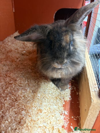 Lionhead rabbits - Advert 11