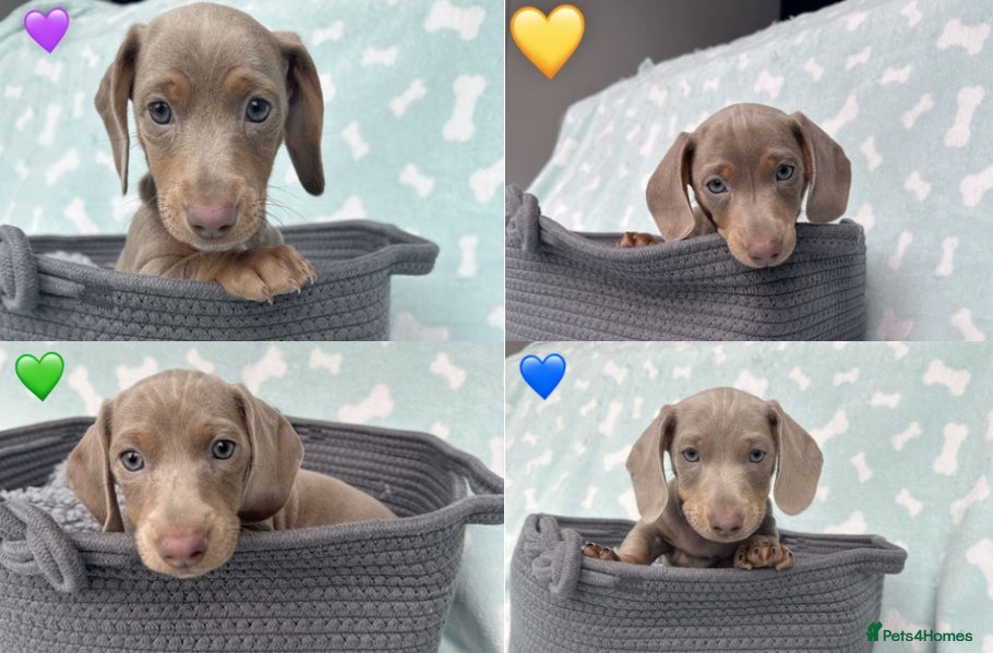 Miniature Dachshund dogs 4 Miniature Dachshund Puppies (smooth haired) - Advert 15