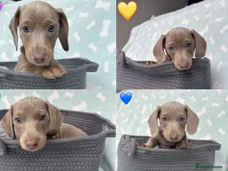 Miniature Dachshund dogs 4 Miniature Dachshund Puppies (smooth haired) - Advert 15