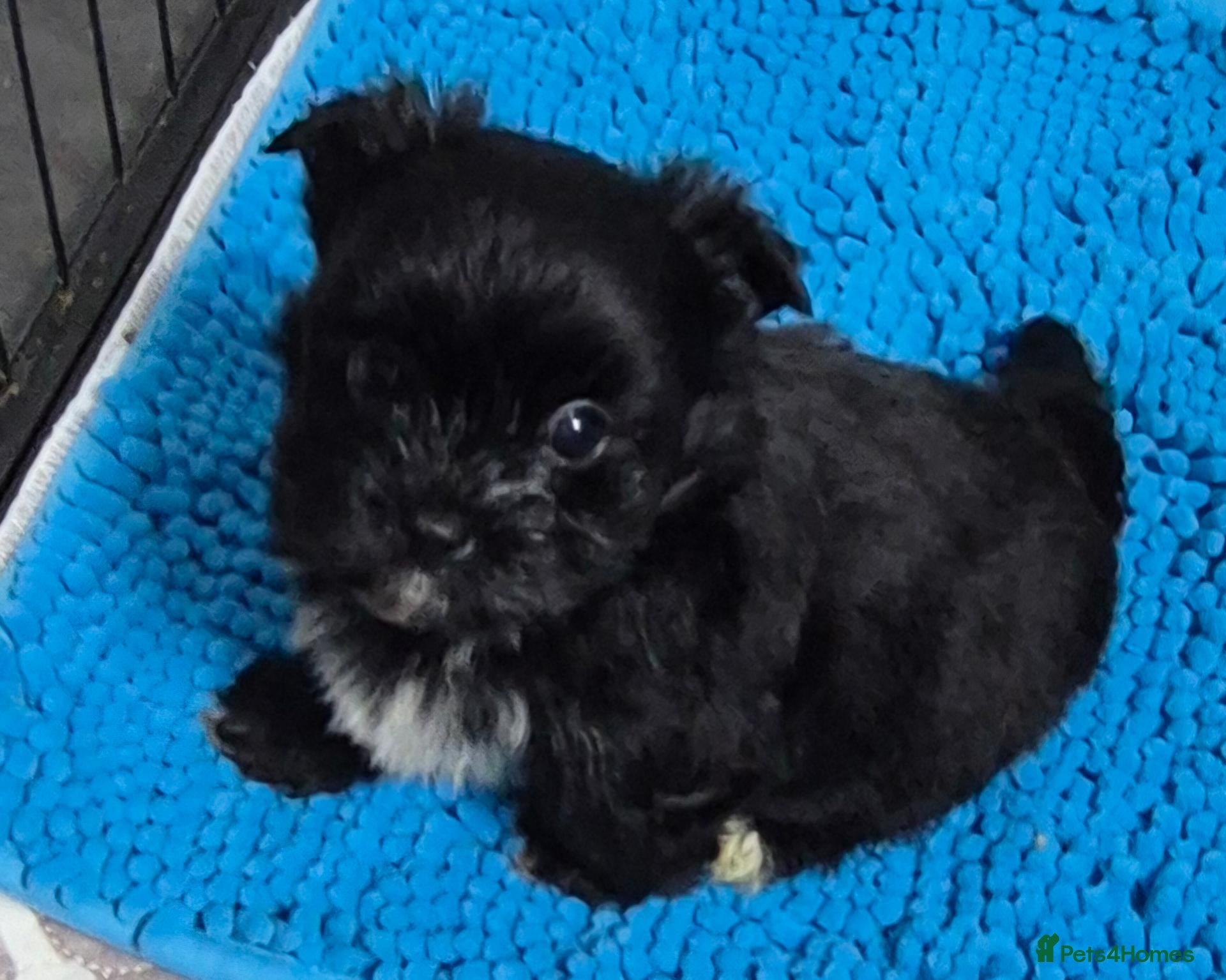 Yorkshire Terrier dogs Miniature Yorkshire Terrier  - Advert 2