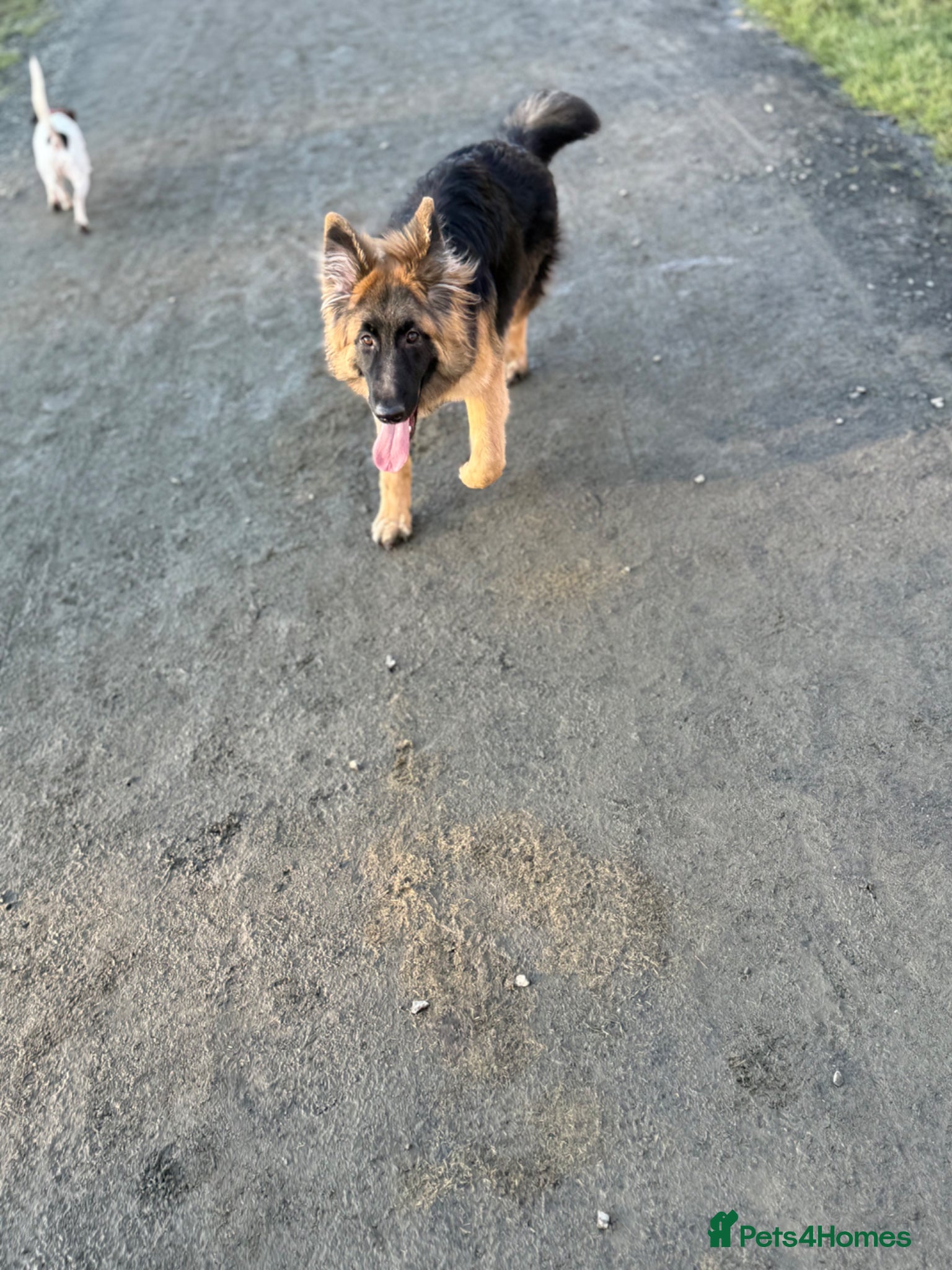 German Shepherd dogs skye x - Advert 1