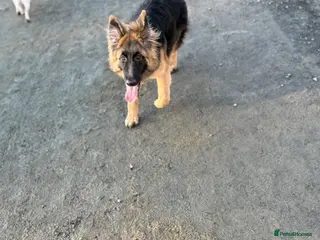 German Shepherd dogs skye x - Advert 3