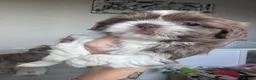 Shih Tzu dogs for sale: 🐶💕 BEAUTIFUL SHIH TZU PUPPIES – 7 GIRLS! 💕🐶 - Advert 2