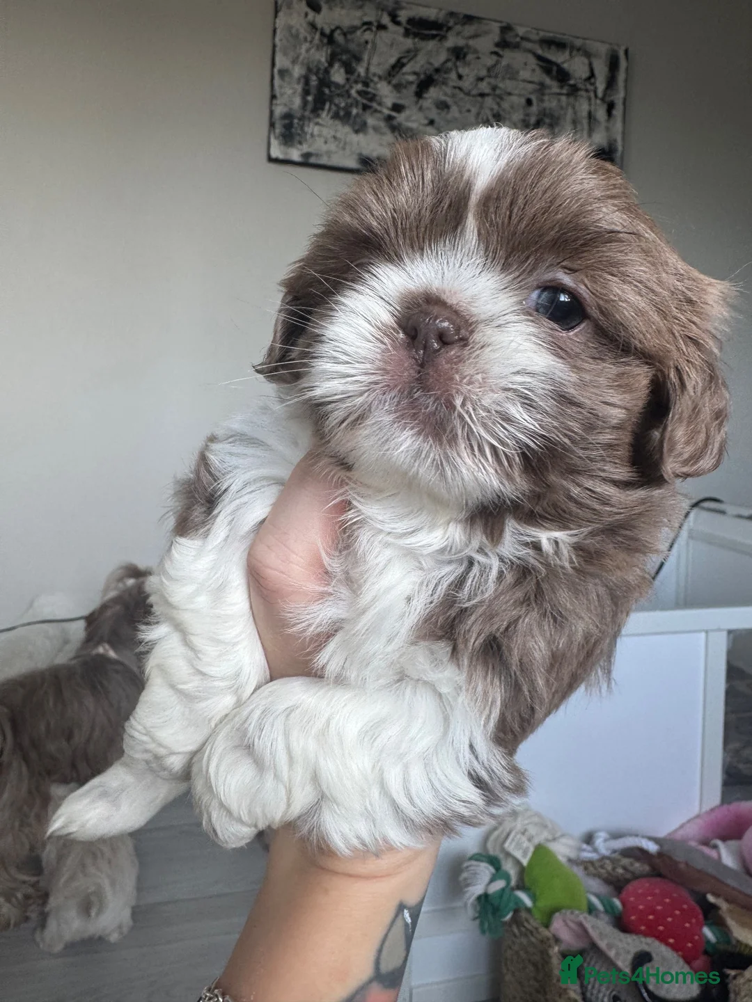 Shih Tzu dogs for sale: 🐶💕 BEAUTIFUL SHIH TZU PUPPIES – 7 GIRLS! 💕🐶 - Advert 2