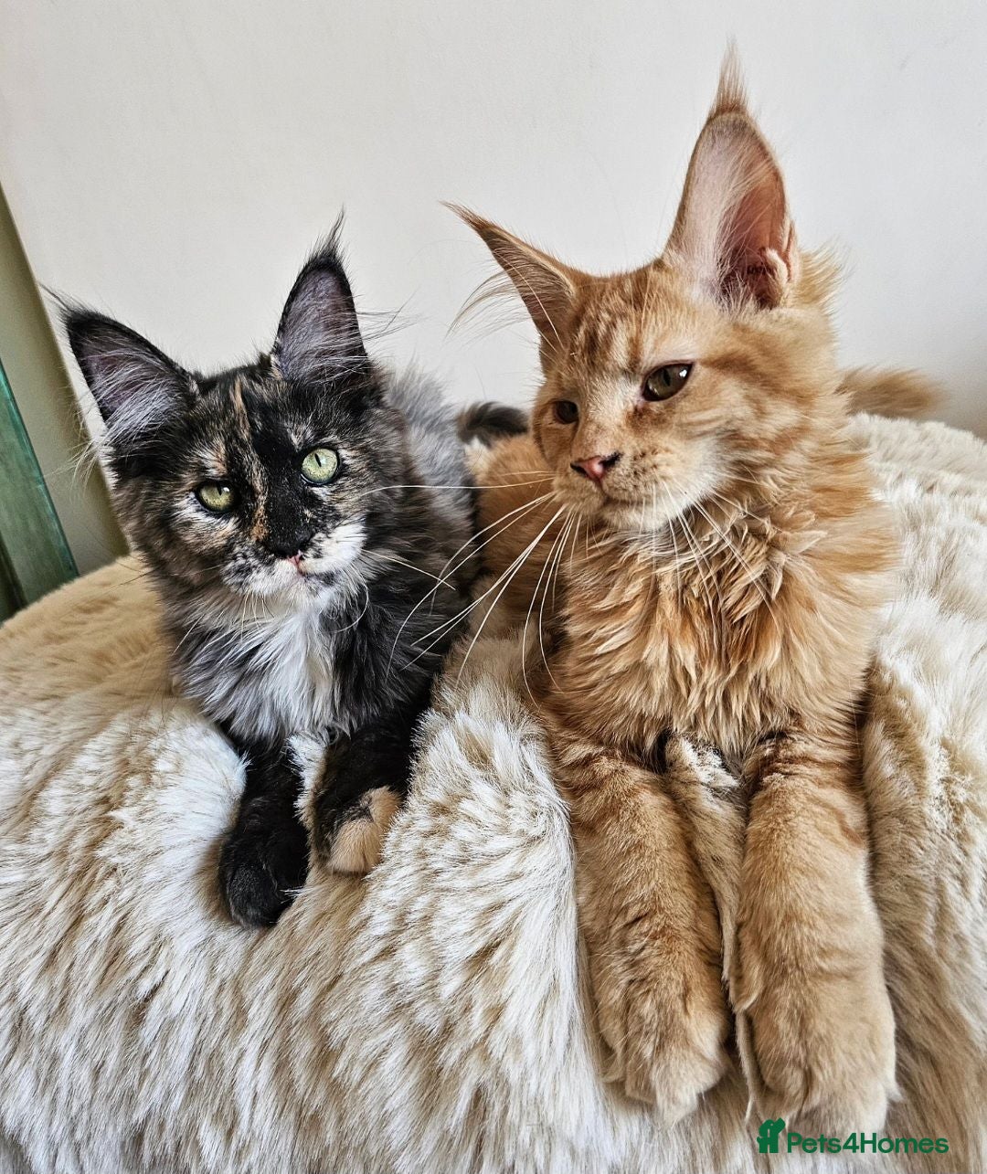 Maine Coon cats Beautiful Maine Coon kittens  - Advert 1