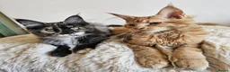 Maine Coon cats for sale: Beautiful Maine Coon kittens  - Advert 6