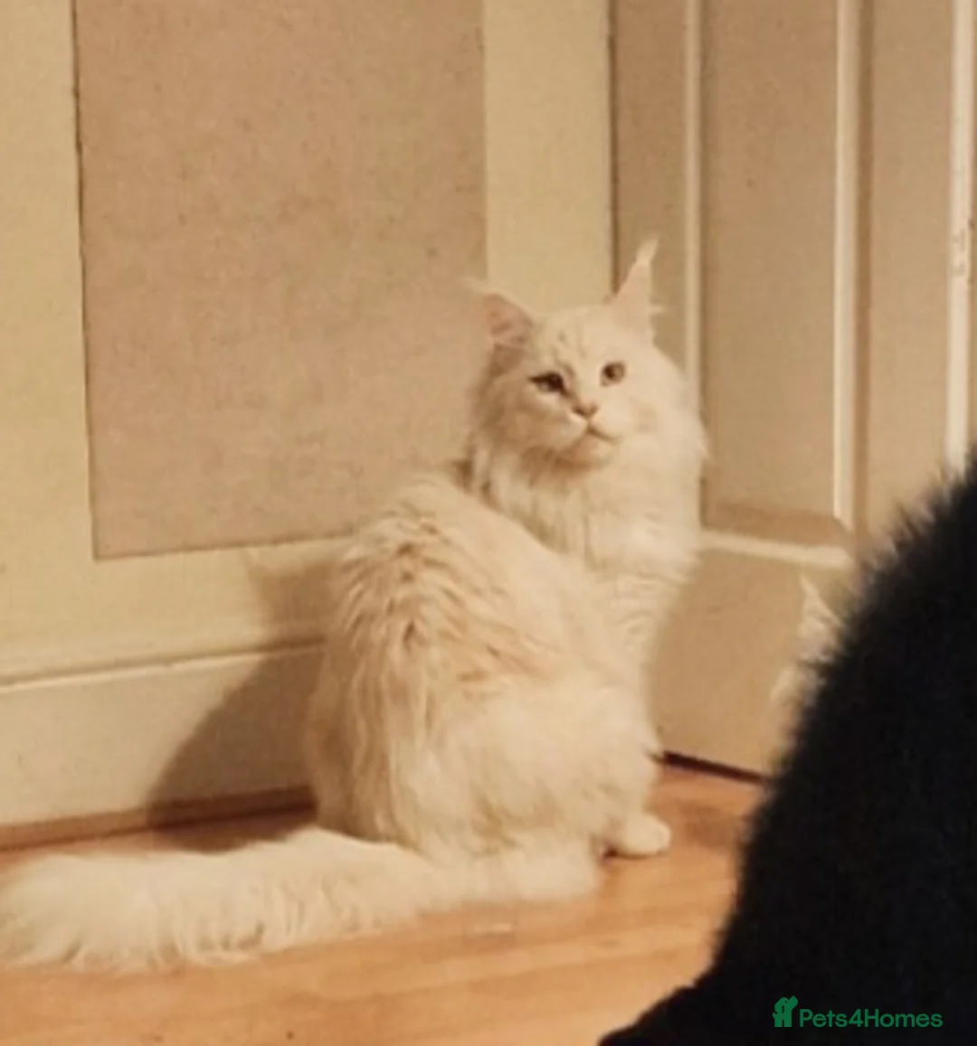 Maine Coon cats for sale: Gorgeous Maine Coon retired stud boy  - Advert 6