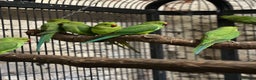 Ringnecks birds for sale: Ringneck parakeets  - Advert 2