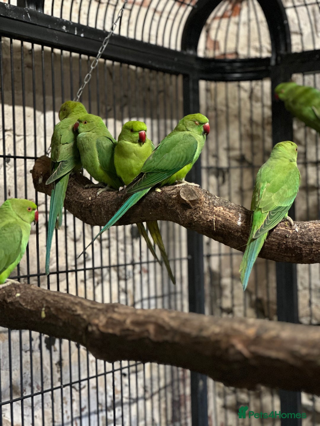 Ringnecks birds for sale: Ringneck parakeets  - Advert 2