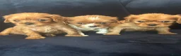 Cavalier King Charles Spaniel dogs for sale: Gorgeous puppies looking for there forever home  - Advert 5
