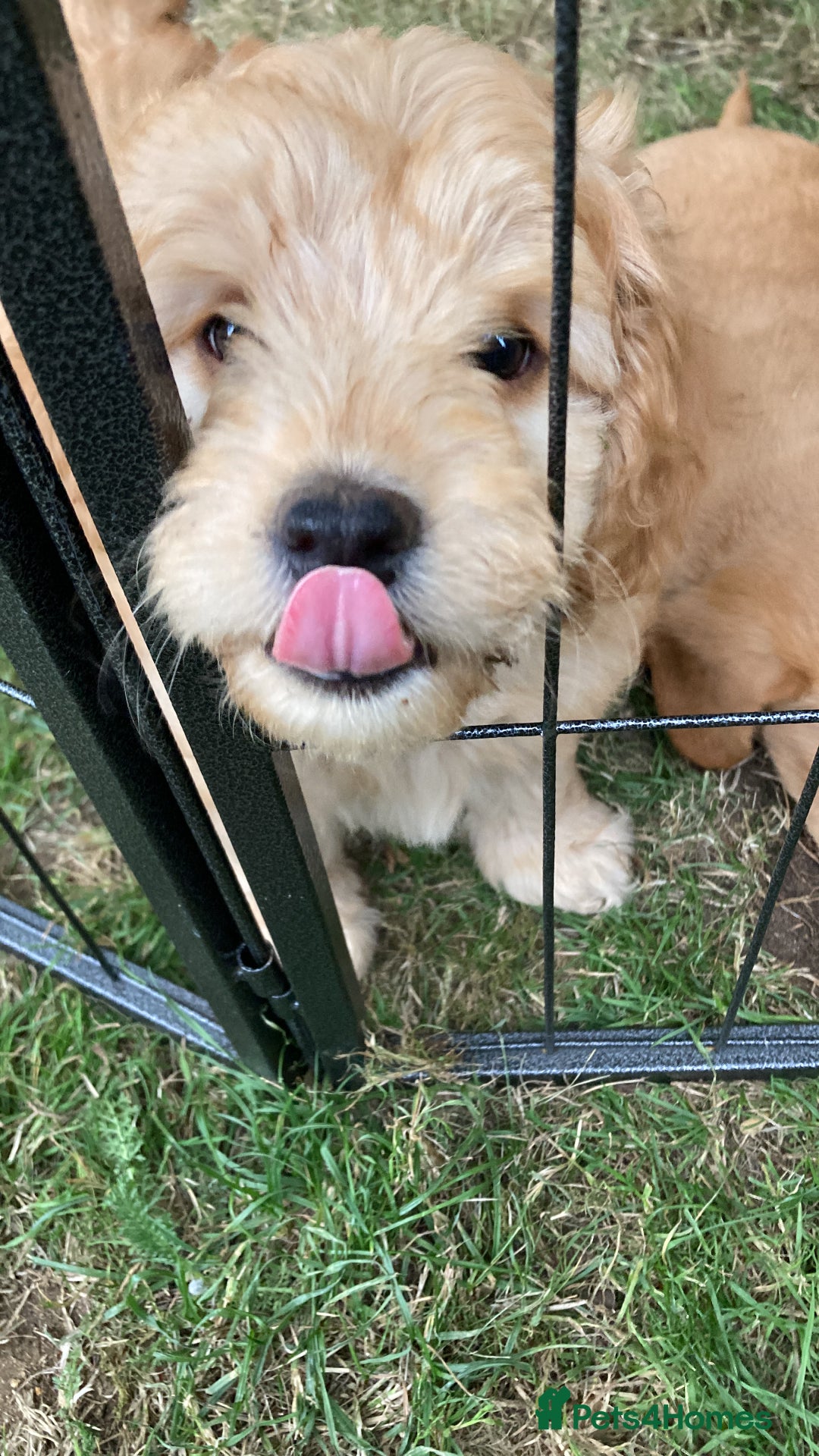 Mixed Breed dogs for sale: Mixed breed puppy - last one - Image 5