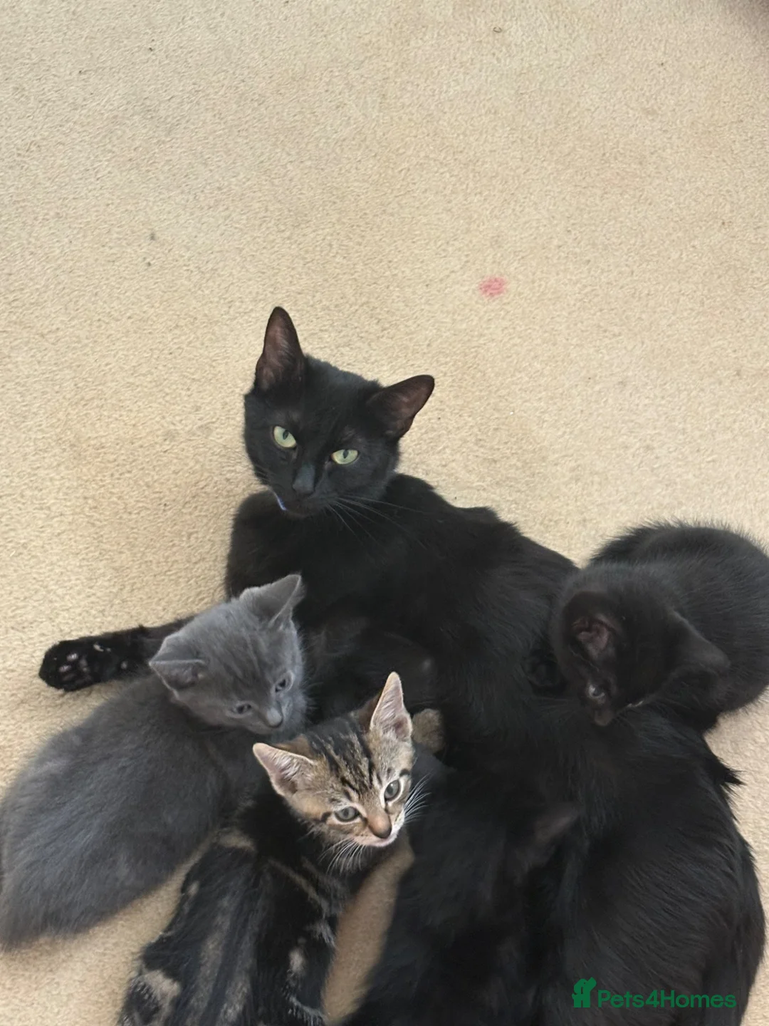 Mixed Breed cats for sale: 2 beautiful black kittens! - Advert 1