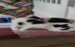 Mixed Breed cats for sale: Kitten's  - Image 19