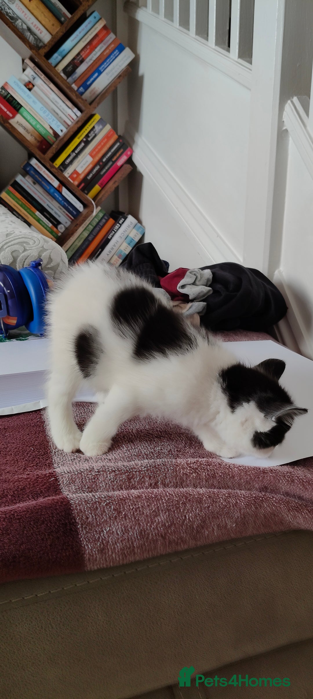 Mixed Breed cats for sale: Kitten's  - Image 19