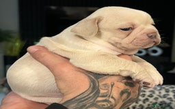 French Bulldog dogs for sale: Quality Frenchbull dogs - Image 13